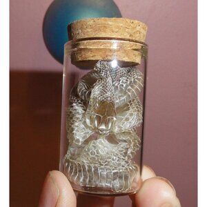Snake Skin Small Oddity Jar curiosity glass vial reptile shed glass vial